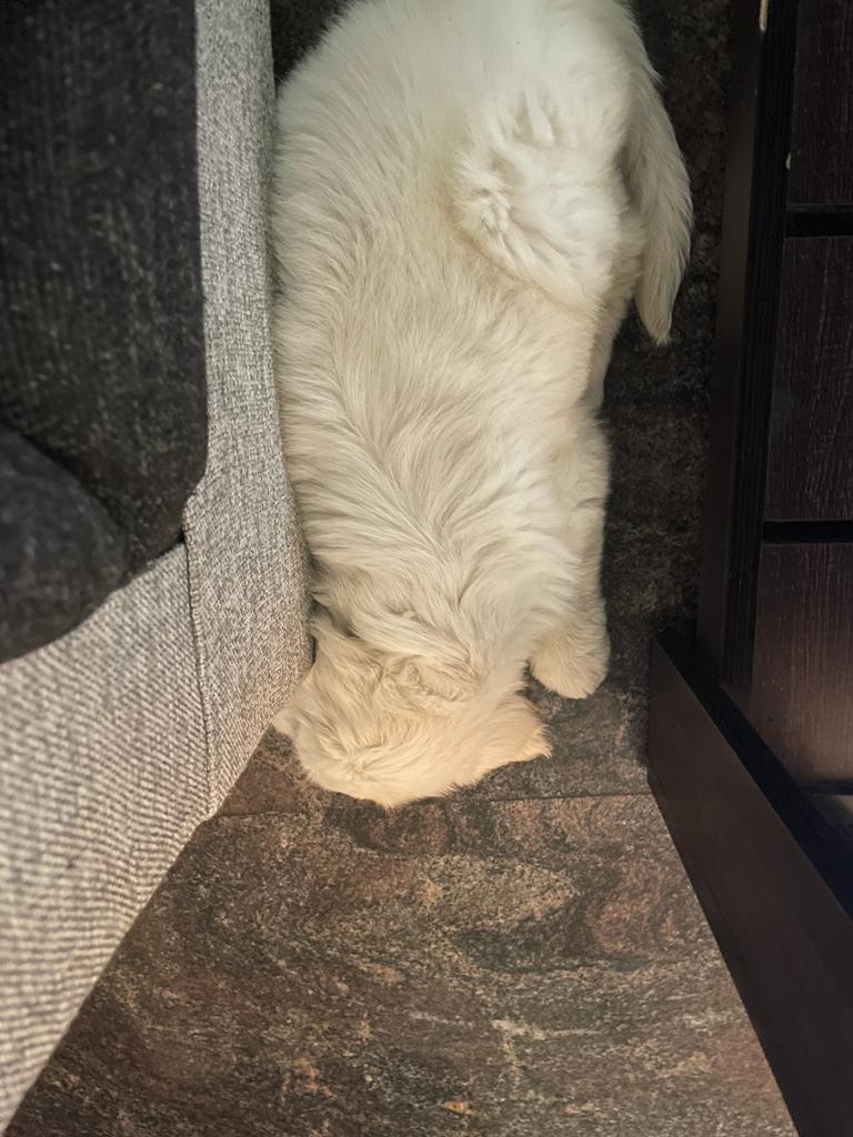 Pet image – gallery view